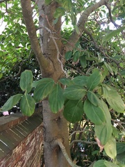 Cornus capitata