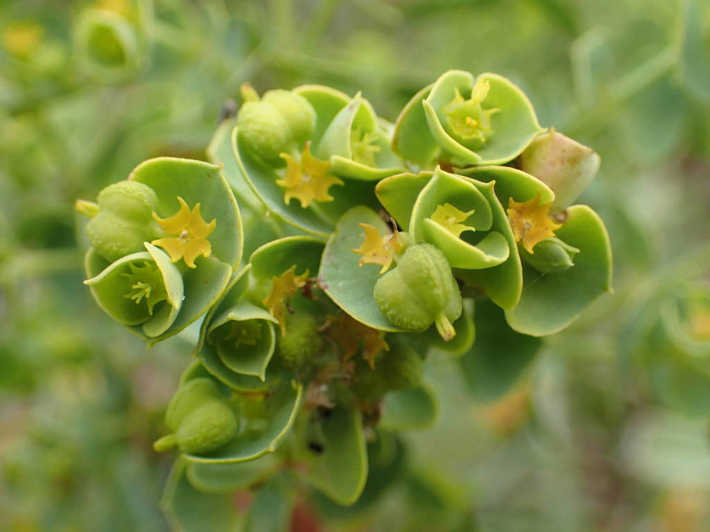 Portland Spurge