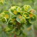 Euphorbia portlandica - Photo (c) Sylvain Piry,  זכויות יוצרים חלקיות (CC BY-NC), הועלה על ידי Sylvain Piry