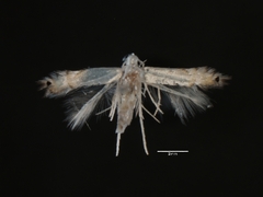 Phyllocnistis populiella