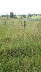 Sorghum leiocladum