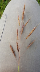 Sorghum leiocladum