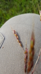 Sorghum leiocladum