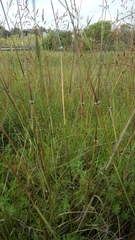 Sorghum leiocladum