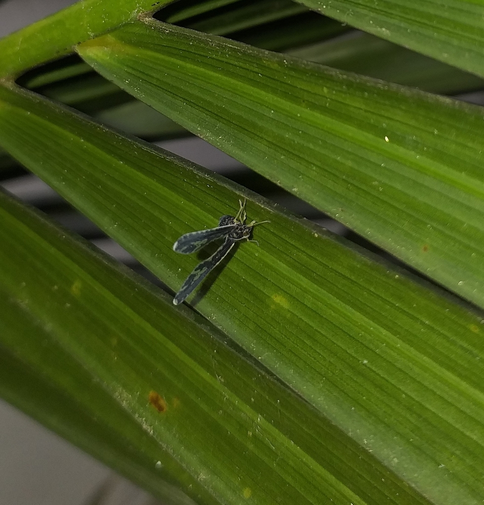 Long-winged Planthopper