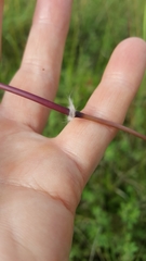 Sorghum leiocladum