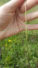 Sorghum leiocladum