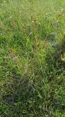 Sorghum leiocladum