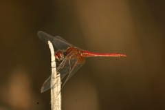 Sympetrum fonscolombii