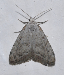 Nola thymula