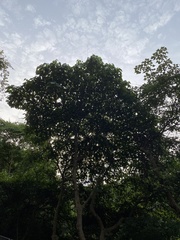 Aleurites moluccanus