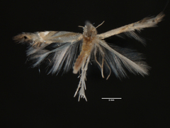 Phyllonorycter fitchella