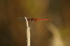 Sympetrum fonscolombii