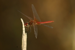 Sympetrum fonscolombii