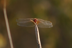 Sympetrum fonscolombii