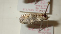 Bryophila domestica