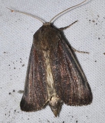 Nonagria typhae