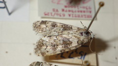Bryophila domestica