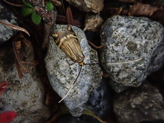 Nemophora ochsenheimerella