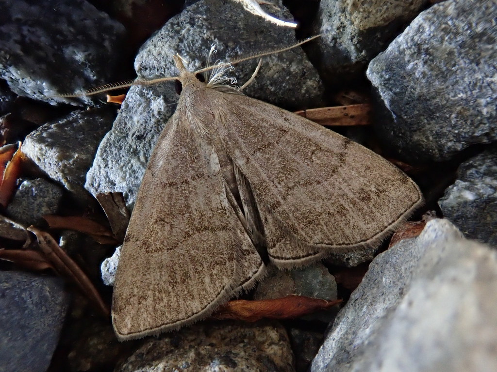 Zanclognatha fumosa