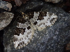 Electrophaes corylata