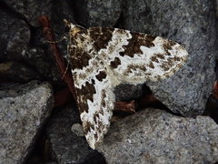 Electrophaes corylata