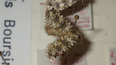 Bryophila domestica
