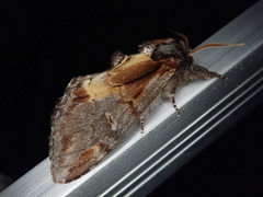 Notodonta stigmatica