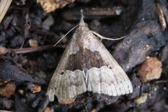 Hypena gonospilalis