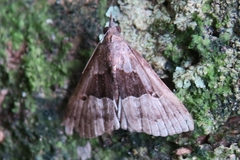 Hypena gonospilalis