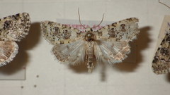 Bryophila domestica