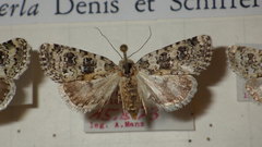 Bryophila domestica