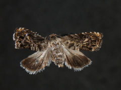 Grapholita prunivora