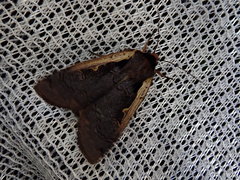 Dichagyris triangularis