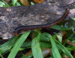 Richardsonianus australis