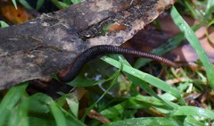 Richardsonianus australis