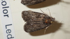 Bryophila raptricula