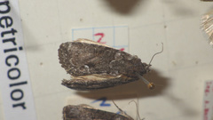 Bryophila raptricula