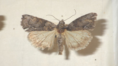 Bryophila raptricula