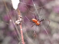 Trichonephila antipodiana
