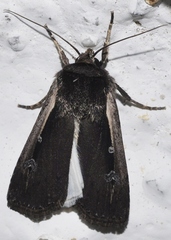 Ochropleura leucogaster