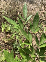 Ohwia caudata