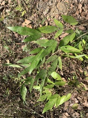 Ohwia caudata