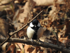 Parus minor