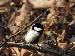 Parus minor
