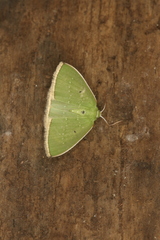 Lissochlora ronaldi