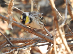 Emberiza elegans