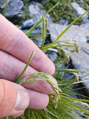 Poa subvestita