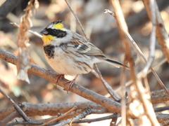 Emberiza elegans