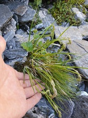 Poa subvestita